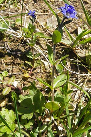 Veronica alpina \ Alpen-Ehrenpreis / Alpine Speedwell, D Immenstadt 21.6.2011