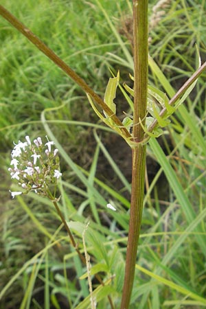 Valeriana excelsa \ Echter Kriech-Baldrian, Kriechender Arznei-Baldrian / High Valerian, D Gessertshausen 30.7.2011