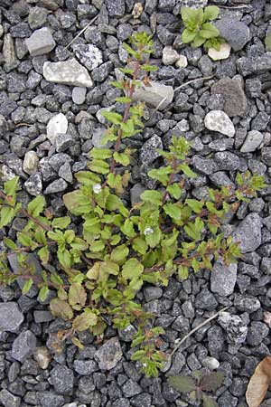 Veronica agrestis \ Acker-Ehrenpreis / Green Field Speedwell, D Odenwald, Michelstadt 6.10.2012