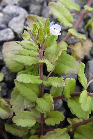 Veronica agrestis \ Acker-Ehrenpreis / Green Field Speedwell, D Odenwald, Michelstadt 6.10.2012