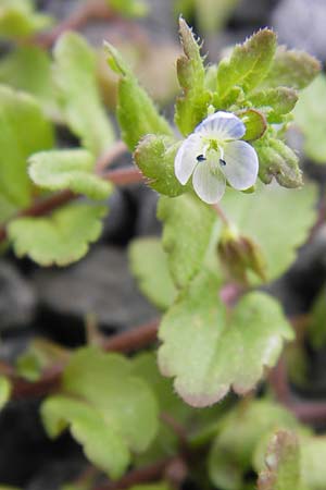 Veronica agrestis \ Acker-Ehrenpreis / Green Field Speedwell, D Odenwald, Michelstadt 6.10.2012