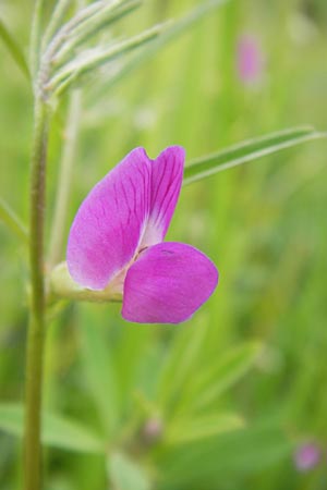 Vicia angustifolia \ Schmalblttrige Futter-Wicke / Narrow-Leaved Vetch, D Waghäusel-Wiesental 14.6.2013