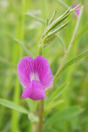 Vicia angustifolia / Narrow-Leaved Vetch, D Waghäusel-Wiesental 14.6.2013