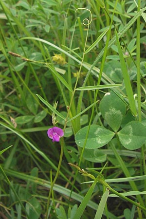 Vicia angustifolia \ Schmalblttrige Futter-Wicke / Narrow-Leaved Vetch, D Waghäusel-Wiesental 14.6.2013