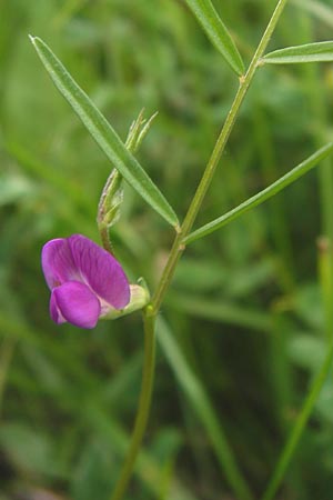 Vicia angustifolia / Narrow-Leaved Vetch, D Waghäusel-Wiesental 14.6.2013