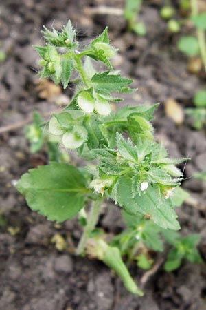 Veronica arguteserrata / Sawtooth Speedwell, D Heilbronn 10.4.2014