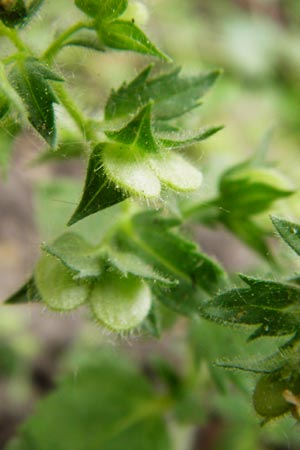 Veronica arguteserrata / Sawtooth Speedwell, D Heilbronn 10.4.2014