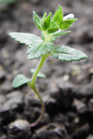 Veronica arguteserrata / Sawtooth Speedwell, D Heilbronn 10.4.2014