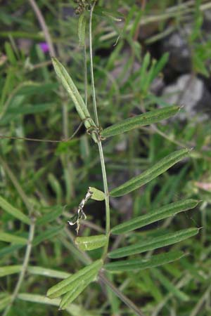 Vicia angustifolia \ Schmalblttrige Futter-Wicke / Narrow-Leaved Vetch, D Mannheim 20.5.2014