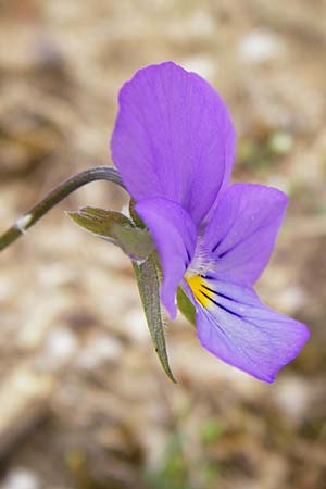 Viola arvensis \ Acker-Stiefmtterchen / Field Pansy, D Pfungstadt 29.5.2014