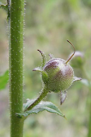 Verbascum blattaria \ Schabenkraut-Knigskerze, Schaben-Knigskerze, D Groß-Gerau 10.7.2009