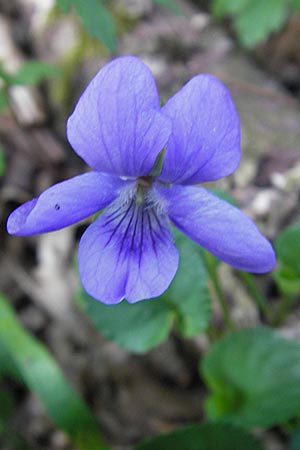 Viola x bavarica / Hybrid Violet, D Hirschhorn 23.4.2010