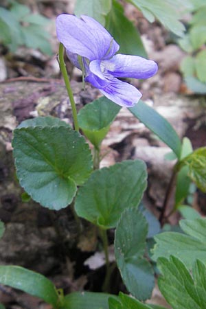 Viola x bavarica \ Veilchen-Hybride, D Hirschhorn 23.4.2010