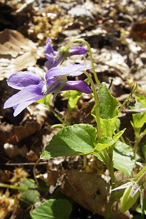 Viola x bavarica / Hybrid Violet, D Hambrücken 9.4.2011