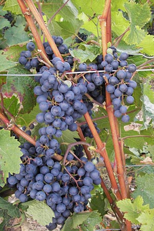 Vitis vinifera \ Weinrebe / Grape Vine, D Rheinhessen, Jugenheim 28.8.2012