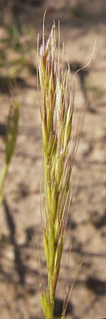 Festuca bromoides \ Trespen-FederschwingelSchwingel / Brome Fescue, D Mannheim 1.7.2013