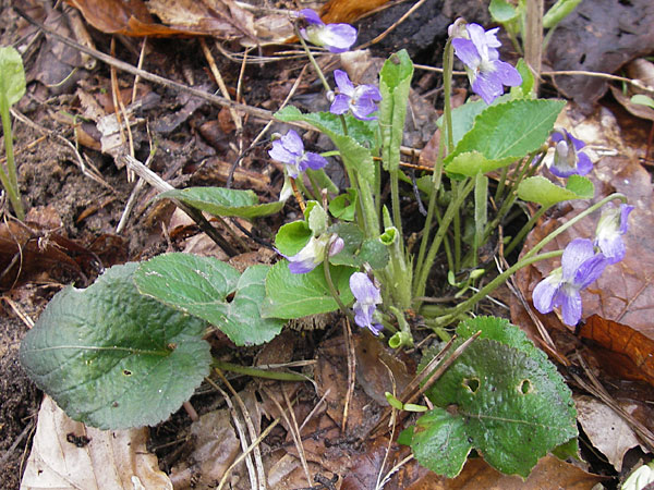 Viola collina \ Hgel-Veilchen / Hill Violet, D Darmstadt 3.4.2010