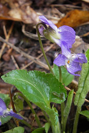 Viola collina \ Hgel-Veilchen, D Darmstadt 3.4.2010