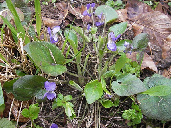 Viola collina \ Hgel-Veilchen, D Darmstadt 3.4.2010