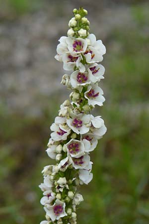 Verbascum chaixii forma album \ Weie Chaix' Knigskerze, D Mannheim 3.7.2013