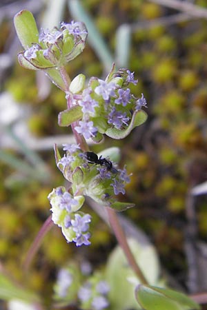 Valerianella carinata \ Gekielter Feld-Salat / Keeled-Fruited Corn Salad, D Mainz 21.4.2012