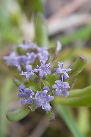 Valerianella carinata \ Gekielter Feld-Salat / Keeled-Fruited Corn Salad, D Jugenheim an der Bergstraße 21.4.2012