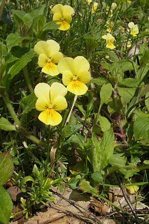 Viola calaminaria / Zinc Pansy, D Stolberg 30.4.2012