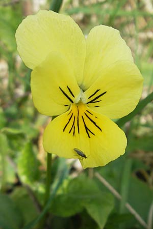 Viola calaminaria / Zinc Pansy, D Stolberg 30.4.2012