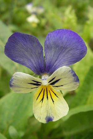 Viola calaminaria \ Gelbes Galmei-Stiefmtterchen, Gelbes Galmei-Veilchen / Zinc Pansy, D Stolberg 30.4.2012