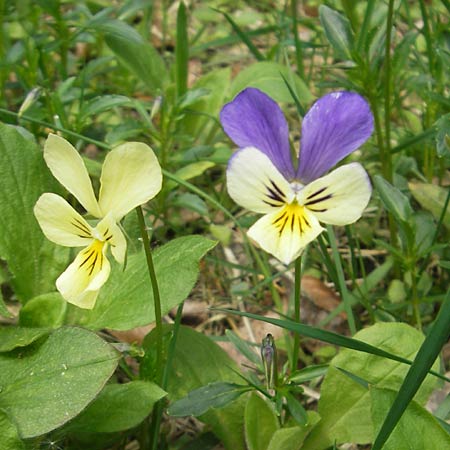 Viola calaminaria \ Gelbes Galmei-Stiefmtterchen, Gelbes Galmei-Veilchen / Zinc Pansy, D Stolberg 30.4.2012