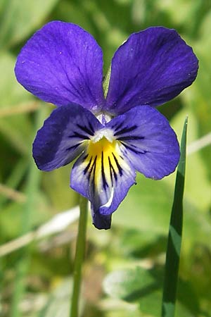 Viola calaminaria \ Gelbes Galmei-Stiefmtterchen, Gelbes Galmei-Veilchen / Zinc Pansy, D Stolberg 30.4.2012