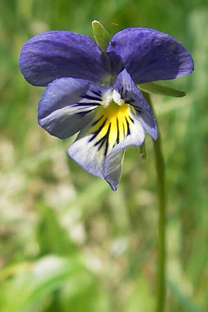 Viola calaminaria \ Gelbes Galmei-Stiefmtterchen, Gelbes Galmei-Veilchen, D Stolberg 30.4.2012