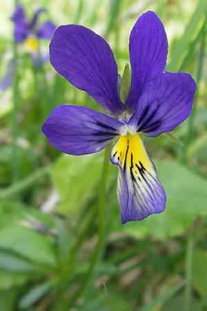 Viola calaminaria \ Gelbes Galmei-Stiefmtterchen, Gelbes Galmei-Veilchen / Zinc Pansy, D Stolberg 30.4.2012