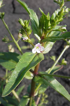 Veronica catenata \ Blasser Gauchheil-Ehrenpreis, Roter Wasser-Ehrenpreis, D Groß-Gerau 4.7.2013