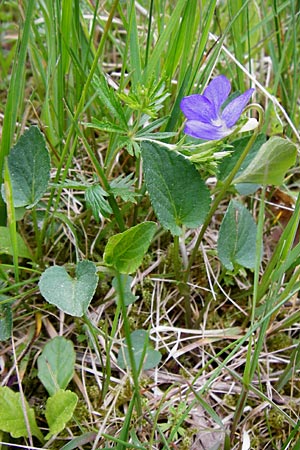 Viola canina \ Hunds-Veilchen / Dog Violet, D Pfalz, Speyer 6.5.2014