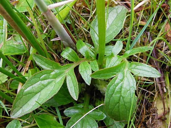 Valeriana dioica / Marsh Valerian, D Inning 3.5.2014