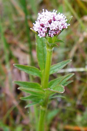 Valeriana dioica / Marsh Valerian, D Inning 3.5.2014