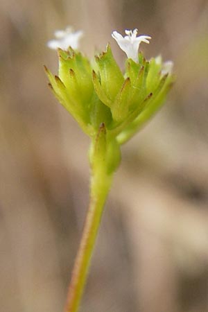 Valerianella dentata \ Gezhnter Feld-Salat, D Gladenbach 5.7.2014