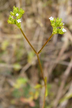 Valerianella dentata \ Gezhnter Feld-Salat / Narrowfruit Corn Salad, D Gladenbach 5.7.2014