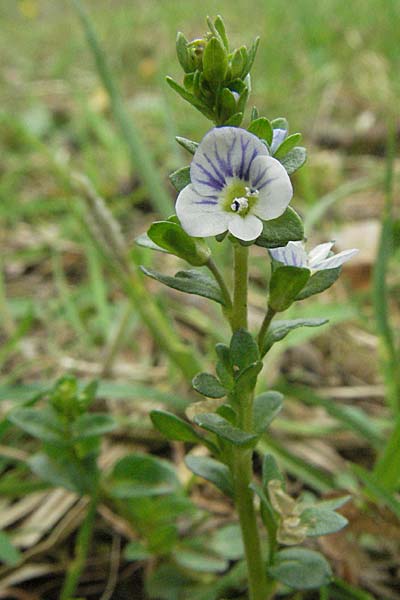 Veronica serpyllifolia \ Quendelblttriger Ehrenpreis, Thymian-Ehrenpreis, D Schwetzingen 1.5.2006