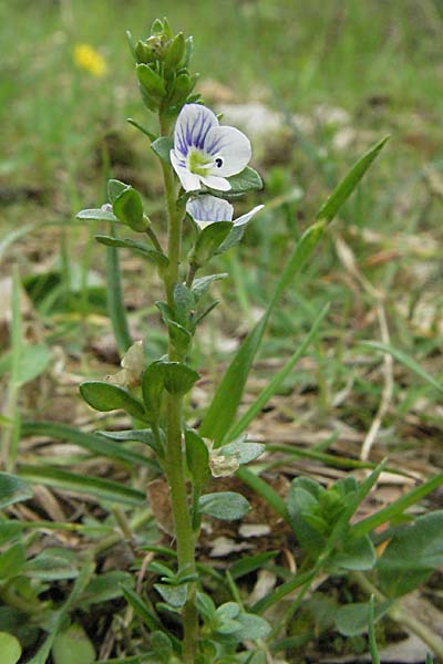 Veronica serpyllifolia \ Quendelblttriger Ehrenpreis, Thymian-Ehrenpreis / Thyme-Leaved Speedwell, D Schwetzingen 1.5.2006