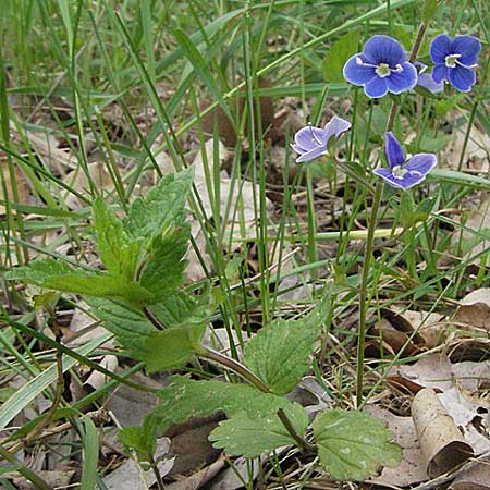 Veronica chamaedrys \ Gamander-Ehrenpreis / Germander Speedwell, D Schwetzingen 1.5.2006