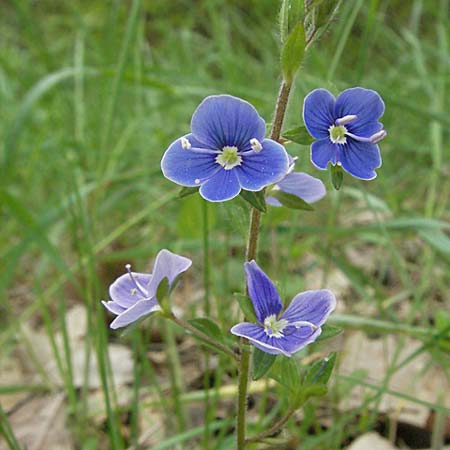 Veronica chamaedrys / Germander Speedwell, D Schwetzingen 1.5.2006