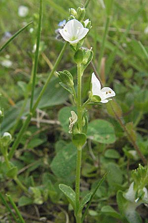 Veronica serpyllifolia \ Quendelblttriger Ehrenpreis, Thymian-Ehrenpreis, D Pfalz, Landau 8.5.2006