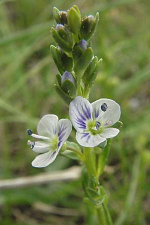 Veronica serpyllifolia \ Quendelblttriger Ehrenpreis, Thymian-Ehrenpreis / Thyme-Leaved Speedwell, D Pfalz, Landau 8.5.2006