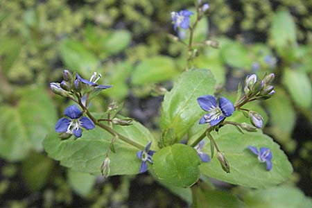 Veronica beccabunga \ Bachbunge, D Göllheim 21.5.2006