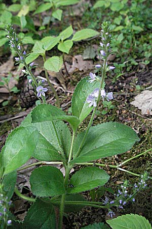 Veronica officinalis \ Echter Ehrenpreis, Wald-Ehrenpreis / Heath Speedwell, D Mannheim 23.5.2006