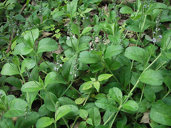 Veronica officinalis \ Echter Ehrenpreis, Wald-Ehrenpreis / Heath Speedwell, D Mannheim 23.5.2006