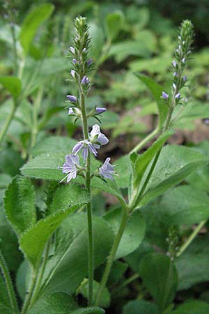 Veronica officinalis \ Echter Ehrenpreis, Wald-Ehrenpreis, D Mannheim 23.5.2006