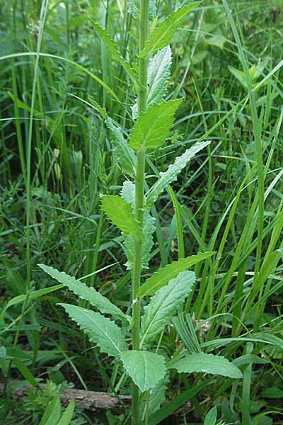 Verbascum blattaria \ Schabenkraut-Knigskerze, Schaben-Knigskerze, D Mannheim 18.6.2006